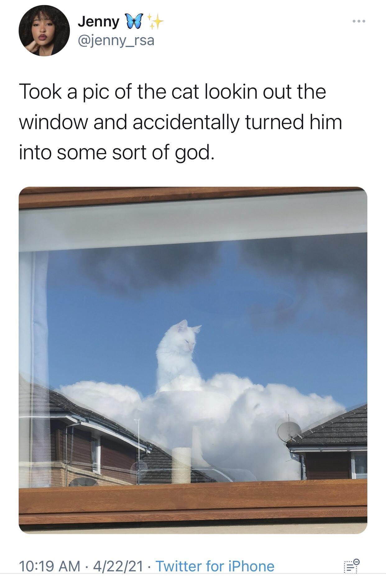 Jenny W jenny_rsa Took a pic of the cat lookin out the window and accidentally turned him into some sort of god 1019 AM 42221 Twitter for iPI