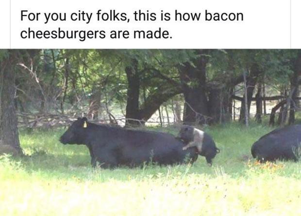 For you city folks this is how bacon cheesburgers are made