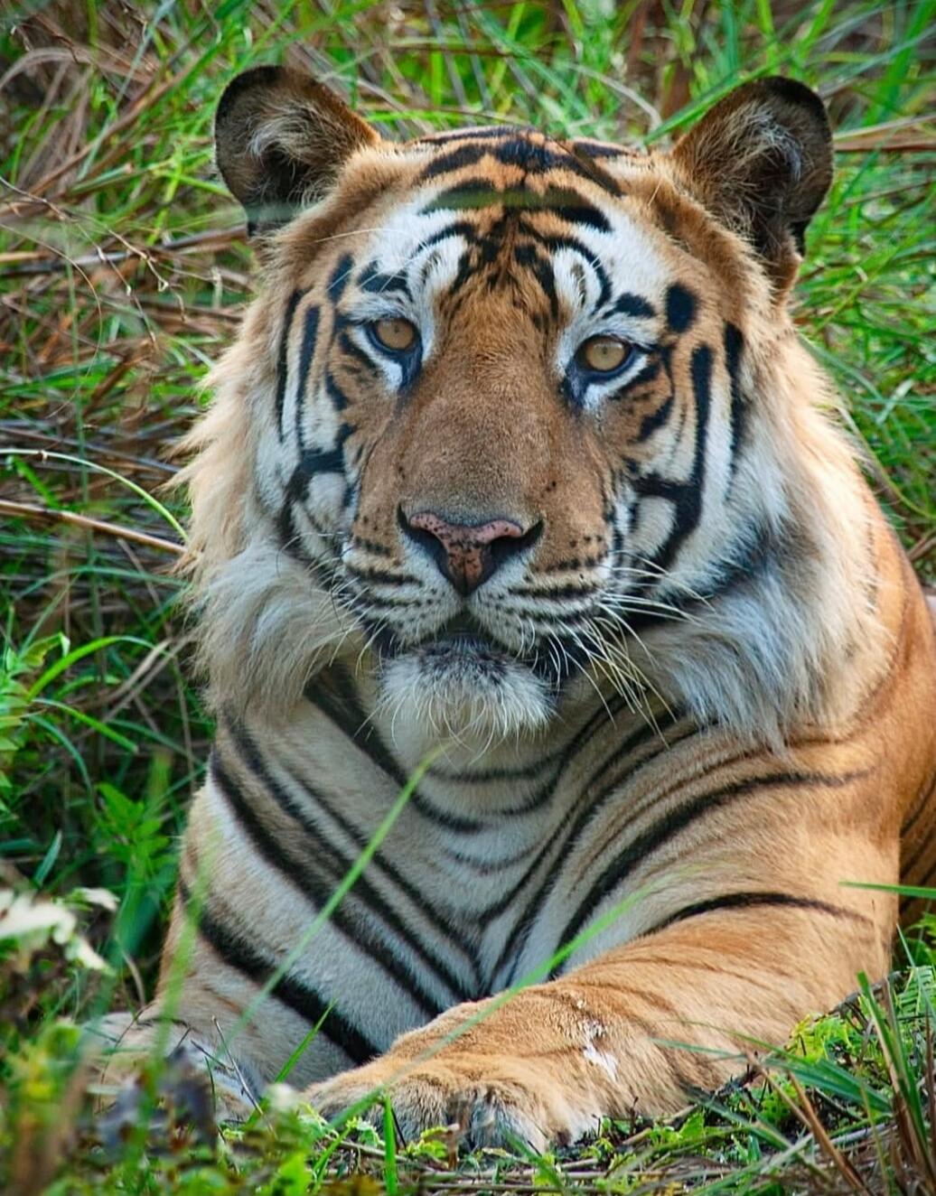 A tiger resting in grass