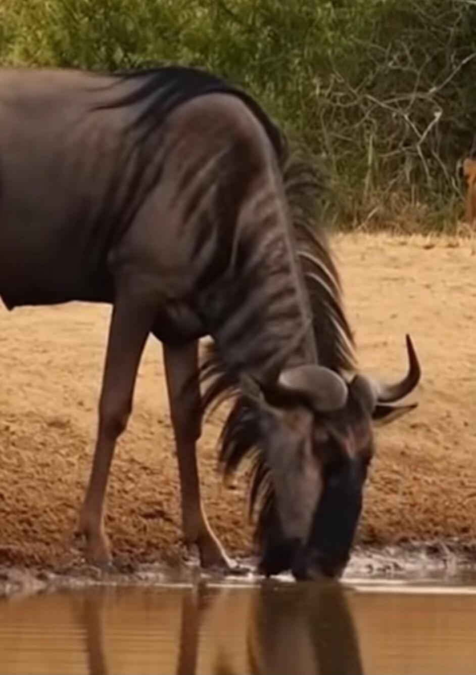 A wildebeest drinking water at a waterhole.
