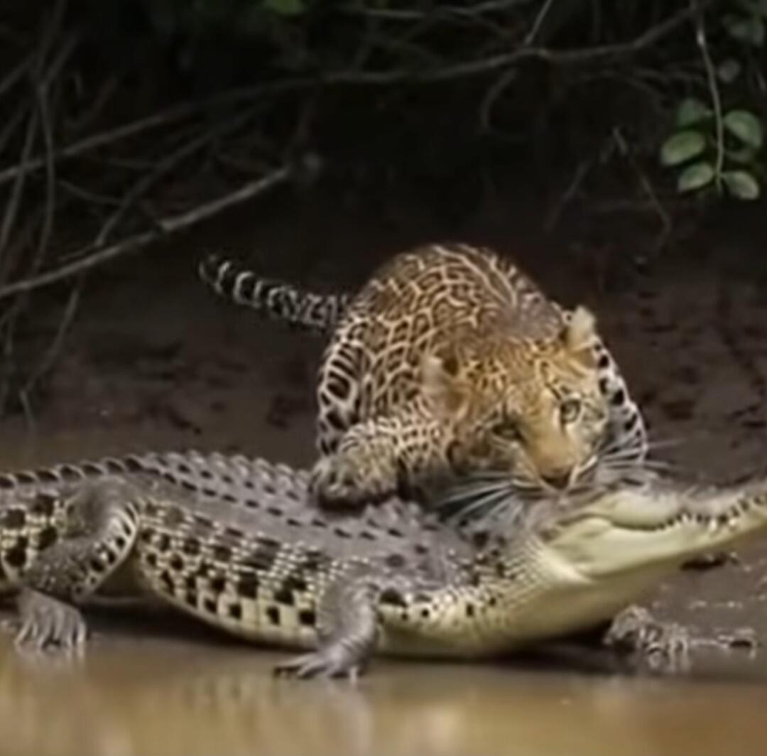 A leopard (cub) is perched on top of a crocodile in water, appearing to constrain or attack the crocodile.