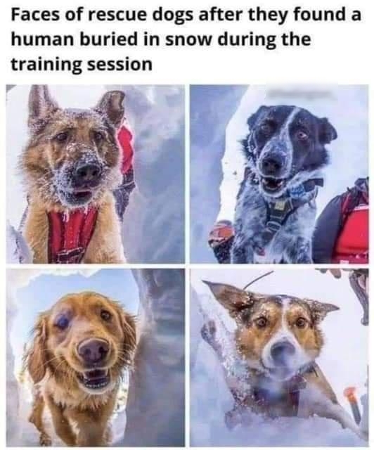 Faces of rescue dogs after they found a human buried in snow during the training session