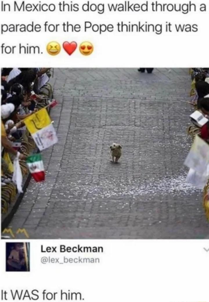 In Mexico this dog walked through a parade for the Pope thinking it was for him Lex Beckman lex_beckman It WAS for him