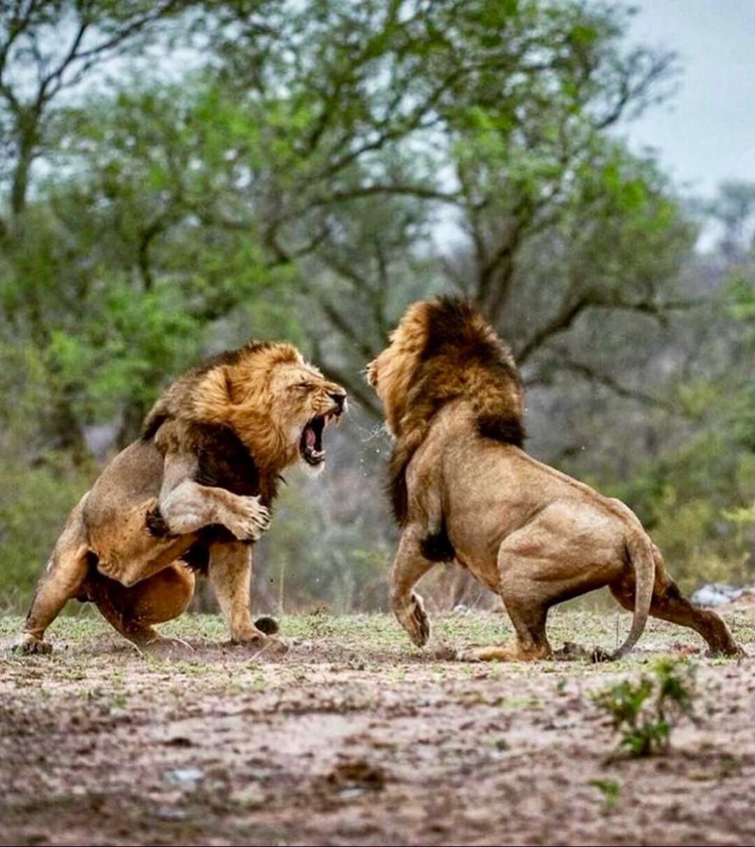Two male lions fighting, one roaring at the other in a dusty savanna.