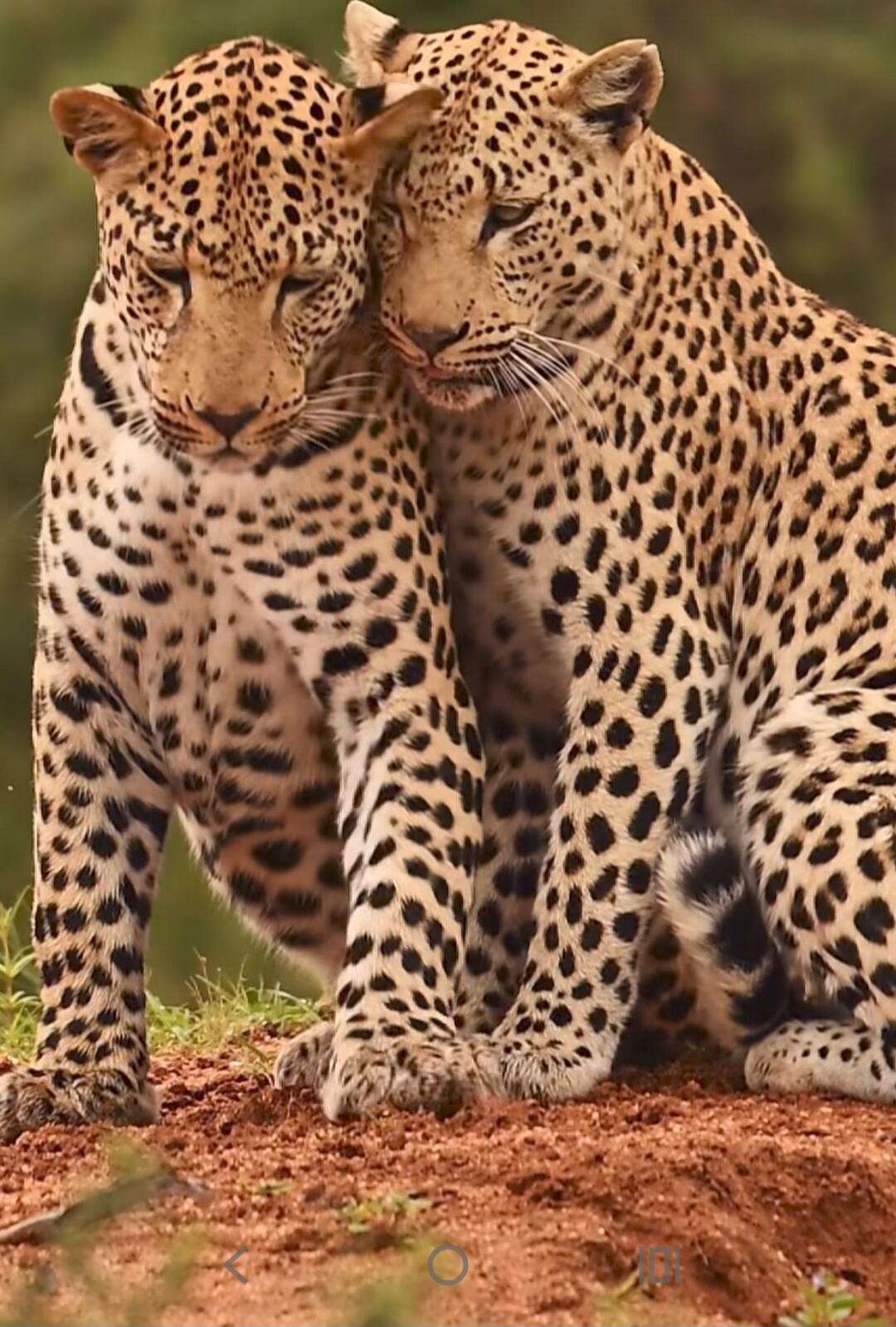 Two leopards cuddling together.