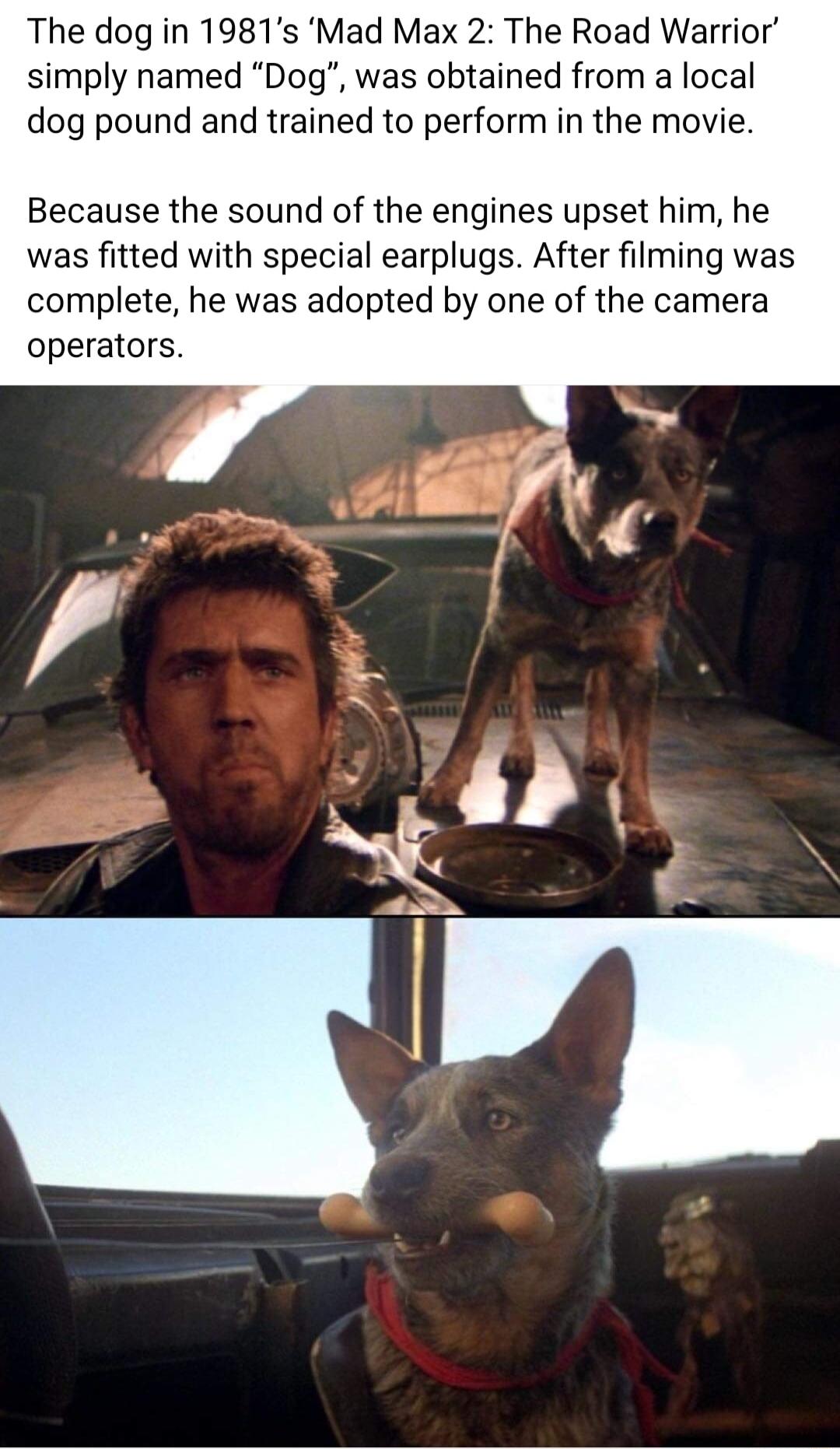 The dog in 1981s Mad Max 2 The Road Warrior simply named Dog was obtained from a local dog pound and trained to perform in the movie Because the sound of the engines upset him he was fitted with special earplugs After filming was complete he was adopted by one of the camera operators