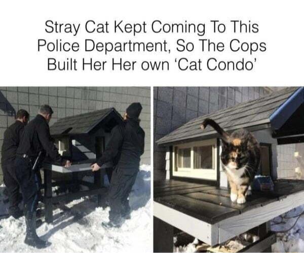 Stray Cat Kept Coming To This Police Department S e Cops Built Her Her own Cat Condo