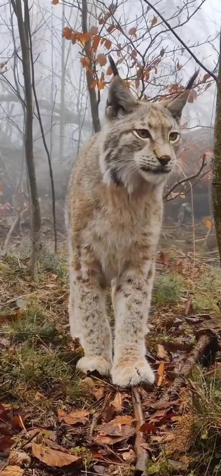 A lynx standing in a foggy autumn forest.