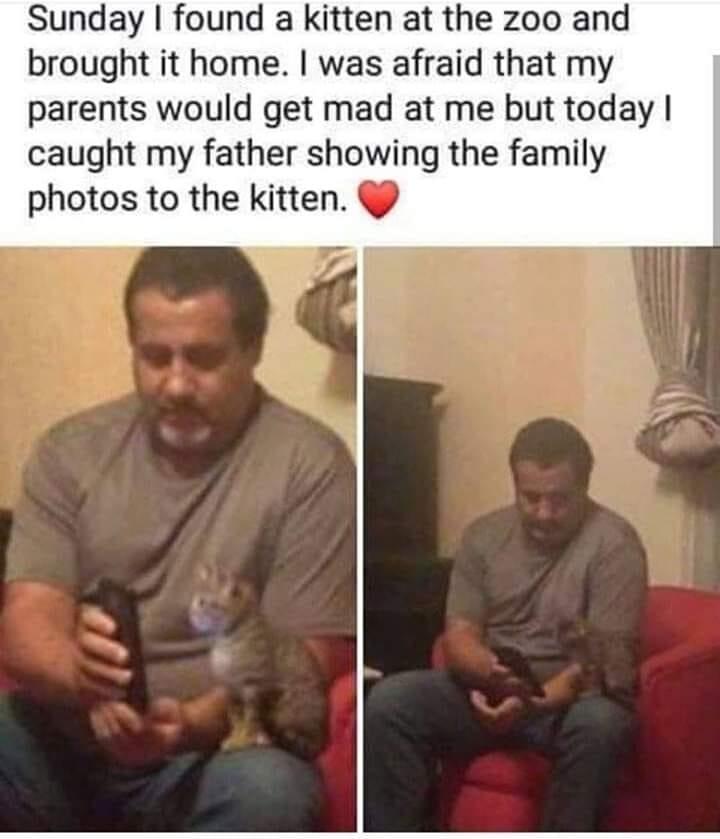 Sunday found a kitten at the zoo and brought it home was afraid that my parents would get mad at me but today caught my father showing the family photos to the kitten