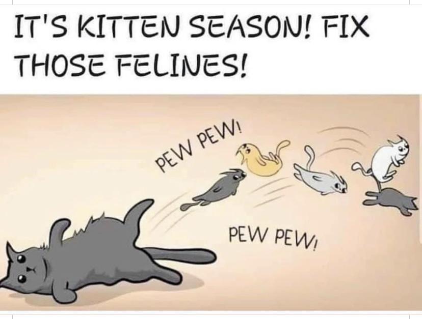 ITS KITTEN SEASON FIX THOSE FELINES