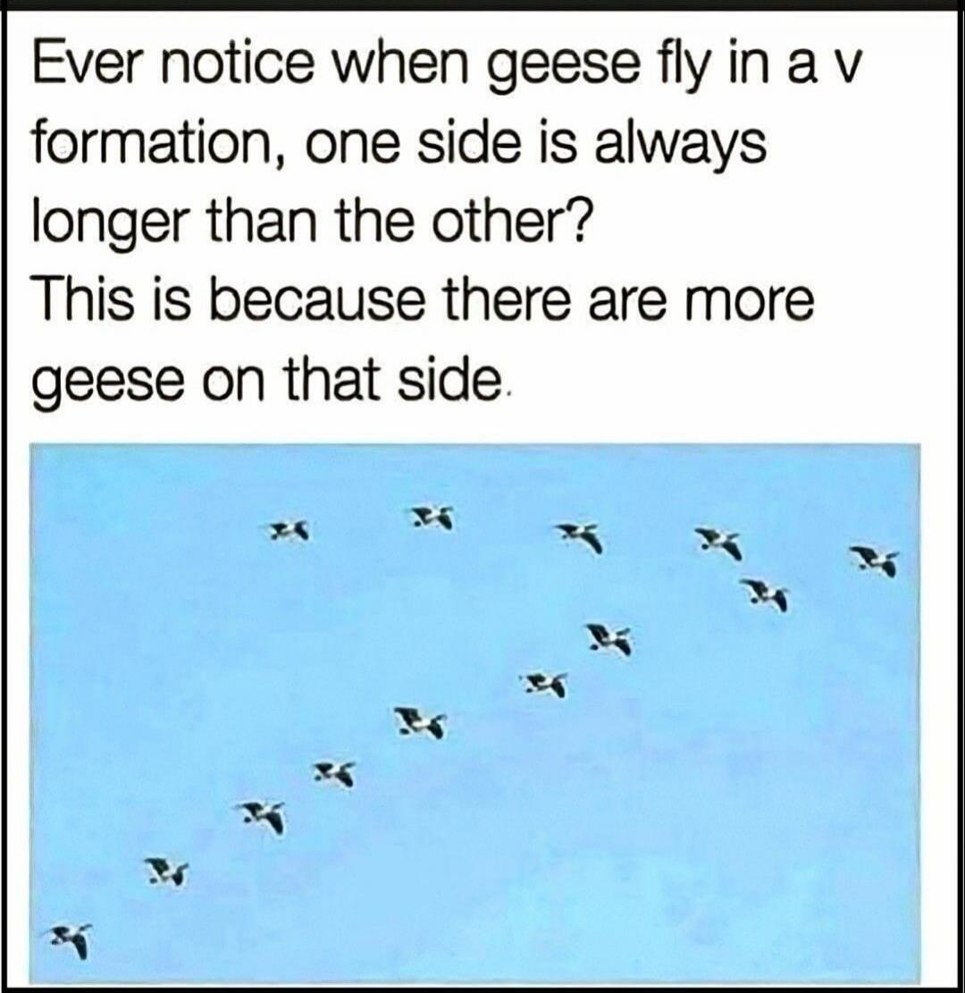 Ever notice when geese fly in a v formation, one side is always longer than the other? This is because there are more geese on that side.