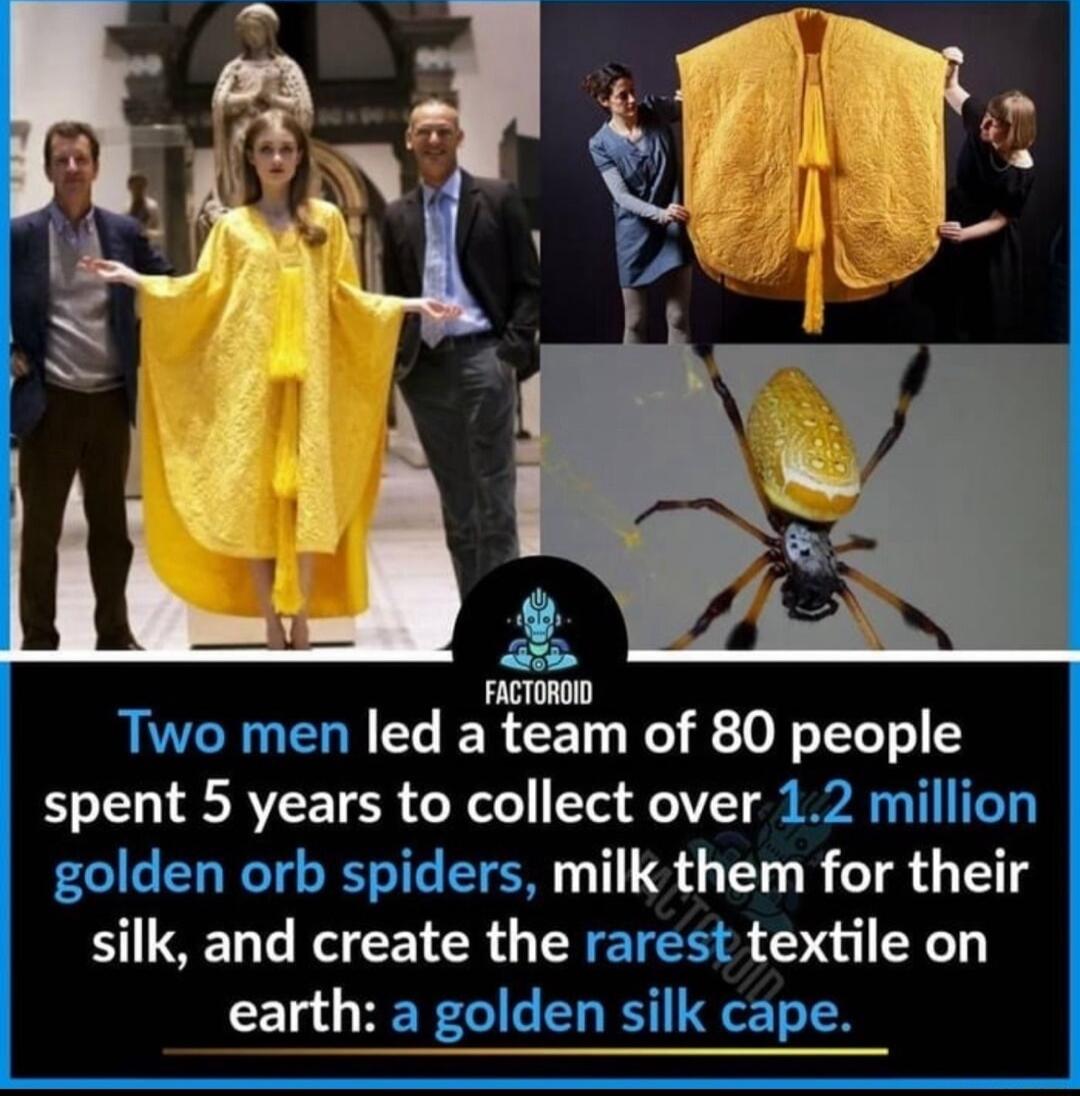 Two men led afggnm of 80 people HELCRTEETER F IV e AT golden orb spiders milk them for their silk and create the rarest textile on earth a golden silk cape