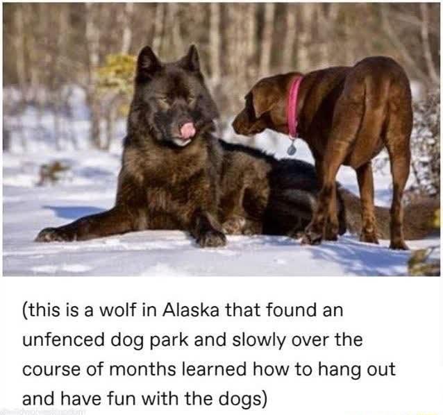 this is a wolf in Alaska that found an unfenced dog park and slowly over the course of months learned how to hang out and have fun with the dogs