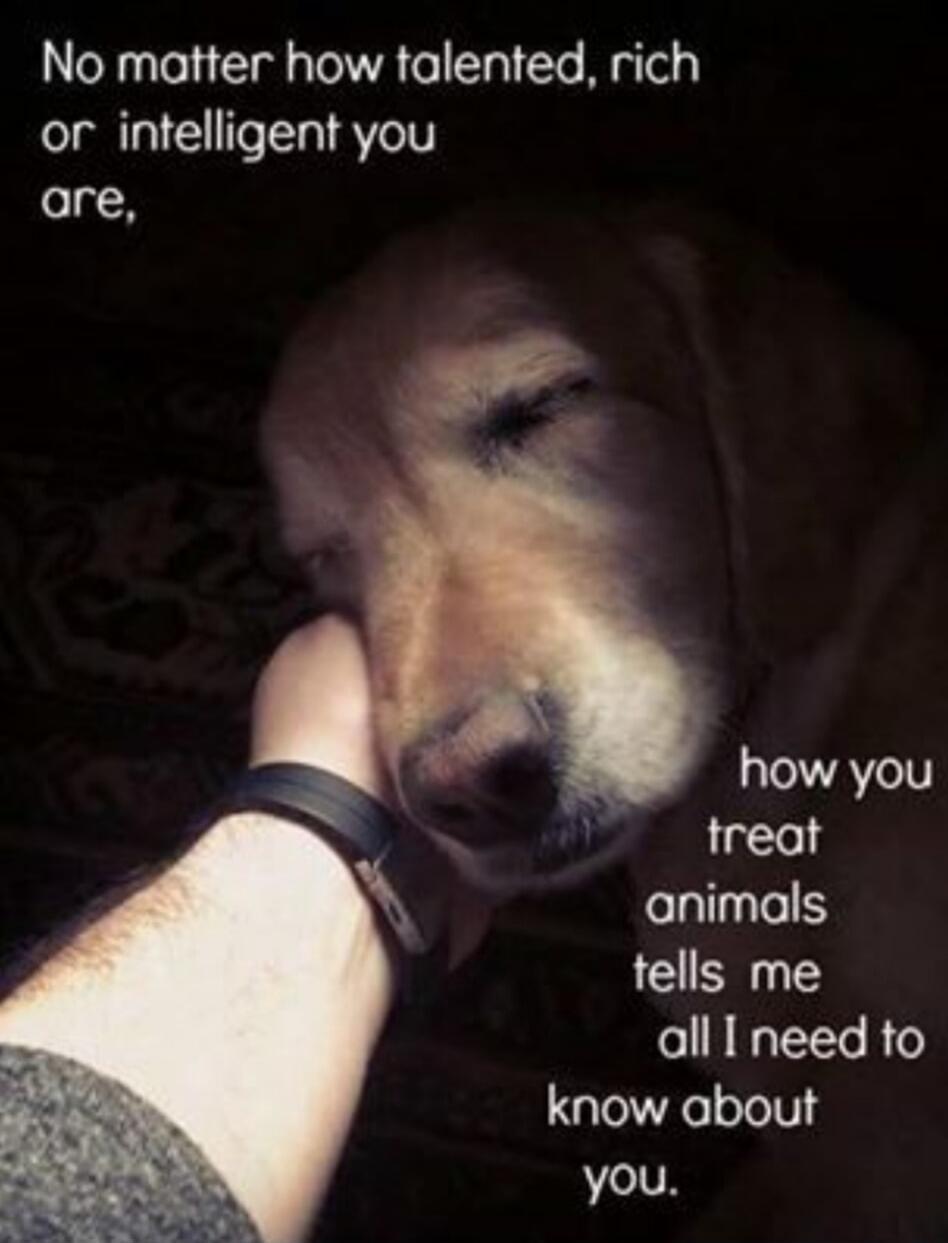 No matter how talented, rich or intelligent you are, how you treat animals tells me all I need to know about you.