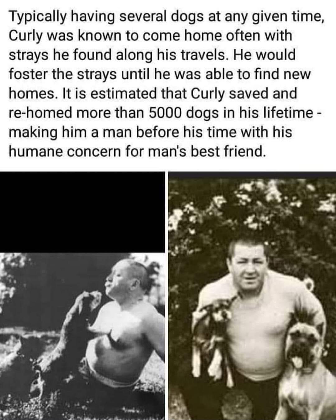 Typically having several dogs at any given time Curly was known to come home often with strays he found along his travels He would foster the strays until he was able to find new homes It is estimated that Curly saved and re homed more than 5000 dogs in his lifetime making him a man before his time with his humane concern for mans best friend