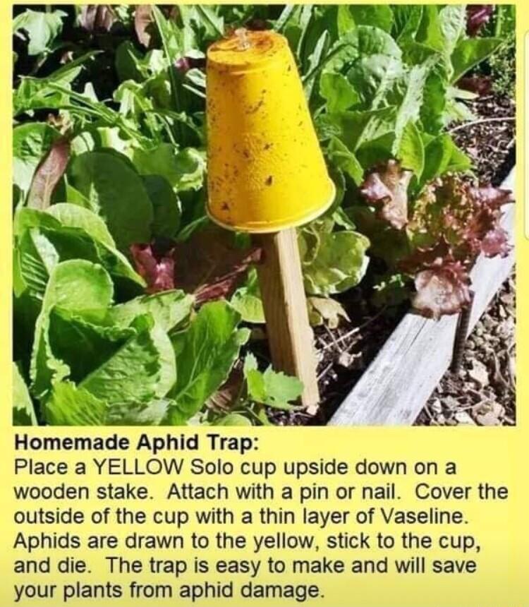 Homemade Aphid Trap Place a YELLOW Solo cup upside down on a wooden stake Attach with a pin or nail Cover the outside of the cup with a thin layer of Vaseline Aphids are drawn to the yellow stick to the cup and die The trap is easy to make and will save your plants from aphid damage