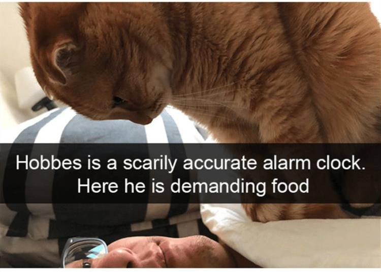 Hobbes is a scarily accurate alarm clock Here he is demanding food