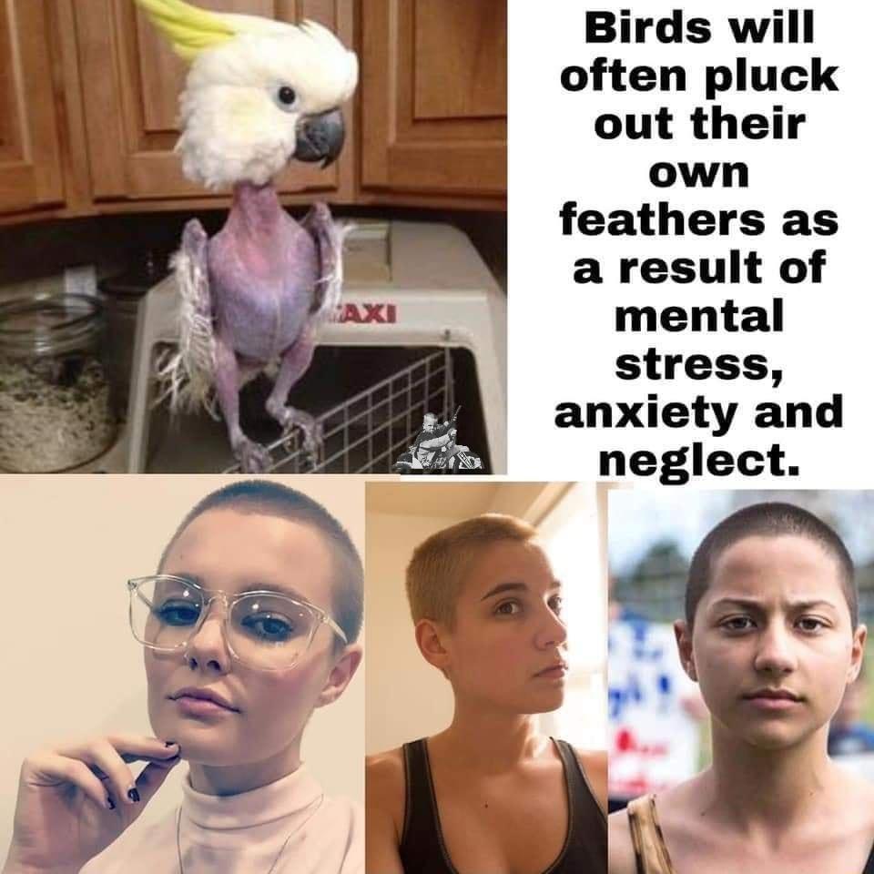 Birds will often pluck out their own feathers as a result of mental stress anxiety and neglect