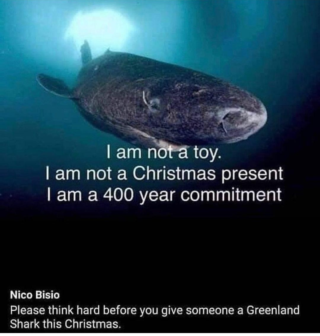 d e am ndt toy am not a Christmas present am a 400 year commitment Nico Bisio Please think hard before you give someone a Greenland Shark this Christmas