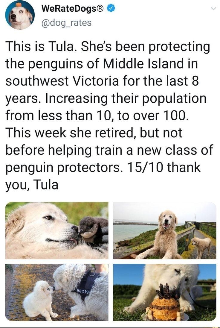 WeRateDogs 3 dog_rates This is Tula Shes been protecting the penguins of Middle Island in southwest Victoria for the last 8 years Increasing their population from less than 10 to over 100 This week she retired but not before helping train a new class of penguin protectors 1510 thank you Tula r Sy v