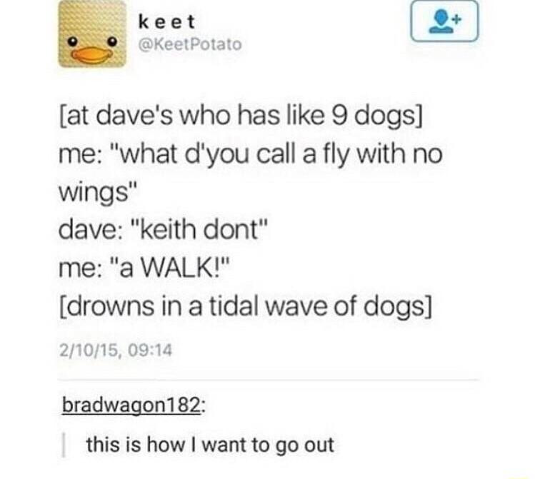 keet KeetPotato at daves who has like 9 dogs me what dyou call a fly with no wings dave keith dont me a WALK drowns in a tidal wave of dogs 21015 0914 bradwagon182 this is how want to go out