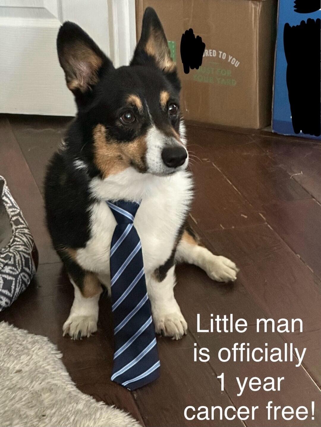 Little man is officially 1 year cancer free!