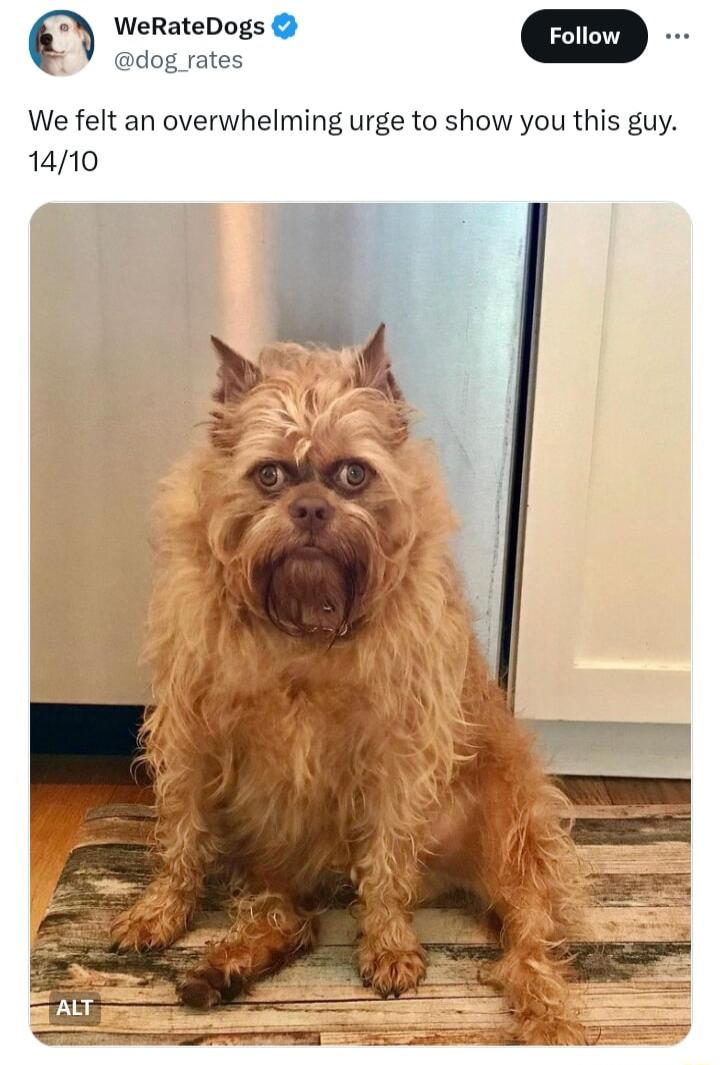 WeRateDogs dog rates We felt an overwhelming urge to show you this guy 1410