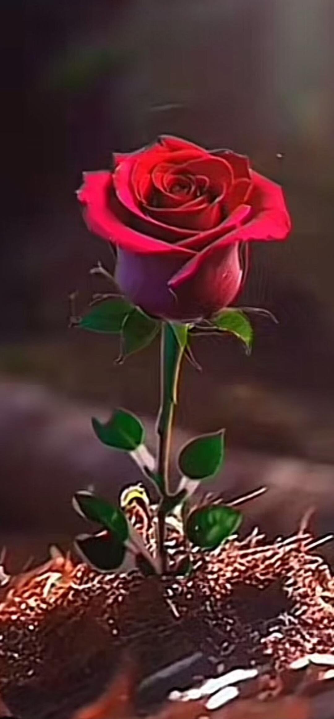 A vibrant red rose stands tall, its petals unfurling gracefully. The stem is green with small leaves, and the base appears to be in dark, rich soil or mulch, with a soft, blurred background.