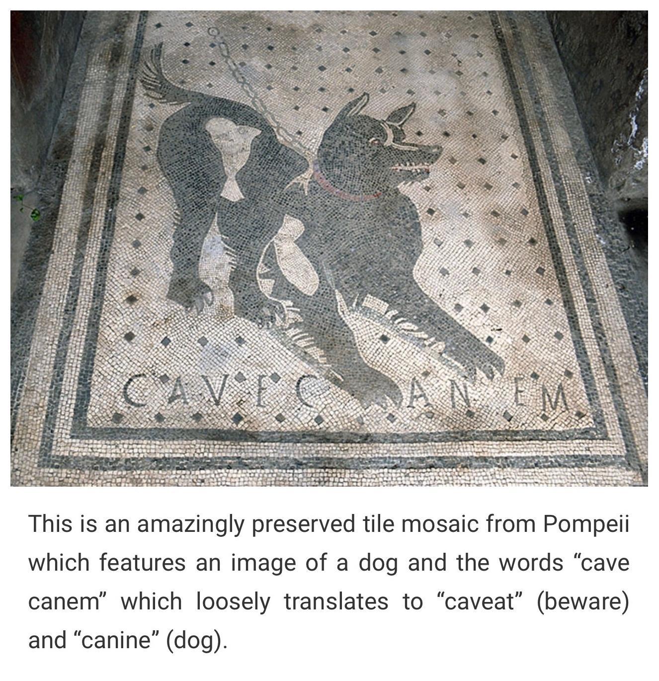 This is an amazingly preserved tile mosaic from Pompeii which features an image of a dog and the words cave canem which loosely translates to caveat beware and canine dog