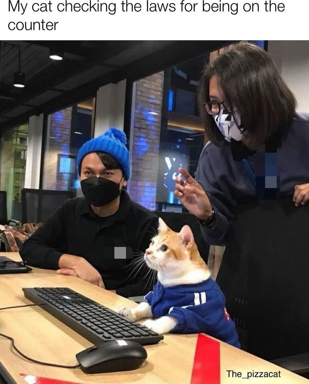 My cat checking the laws for being on the counter