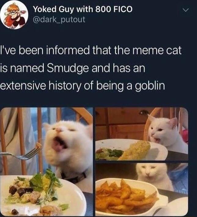 Yoked Guy with 800 FICO v Y dark_putout ve been informed that the meme cat is named Smudge and has an extensive history of being a goblin