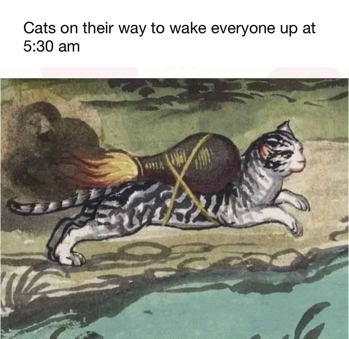 Cats on their way to wake everyone up at 530 am