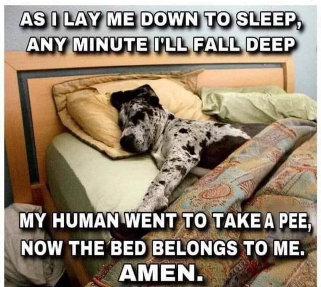 AS I LAY ME DOWN TO SLEEP, ANY MINUTE I'LL FALL DEEP MY HUMAN WENT TO TAKE A PEE, NOW THE BED BELONGS TO ME. AMEN.