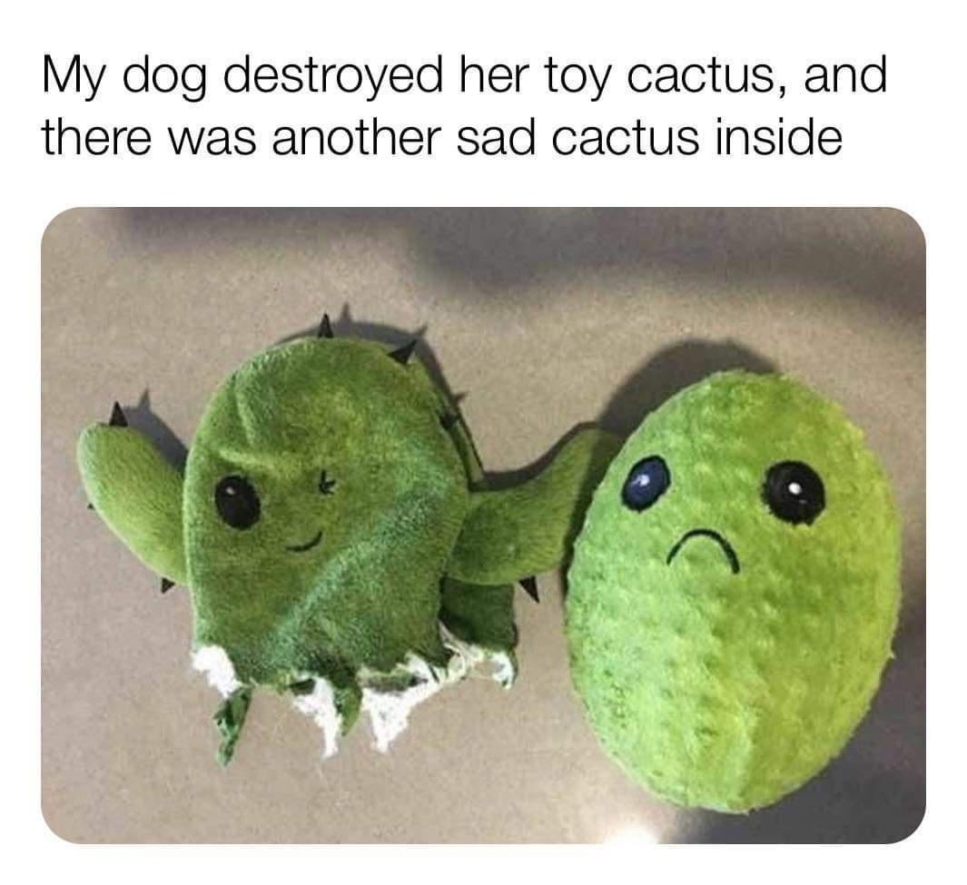 My dog destroyed her toy cactus and there was another sad cactus inside