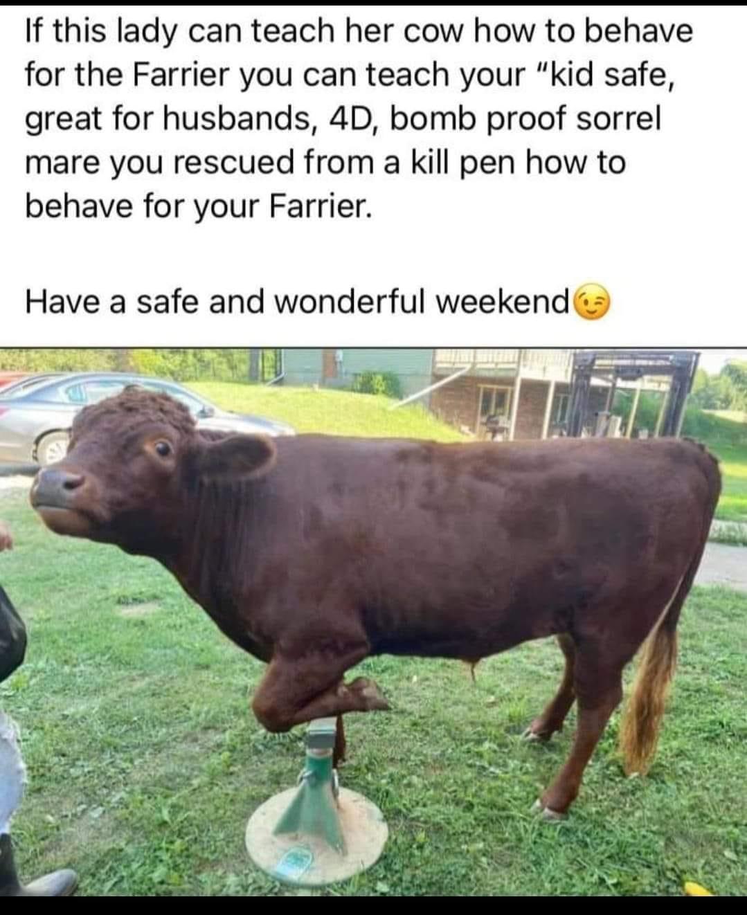 If this lady can teach her cow how to behave for the Farrier you can teach your kid safe great for husbands 4D bomb proof sorrel mare you rescued from a kill pen how to behave for your Farrier Have a safe and wonderful weekend