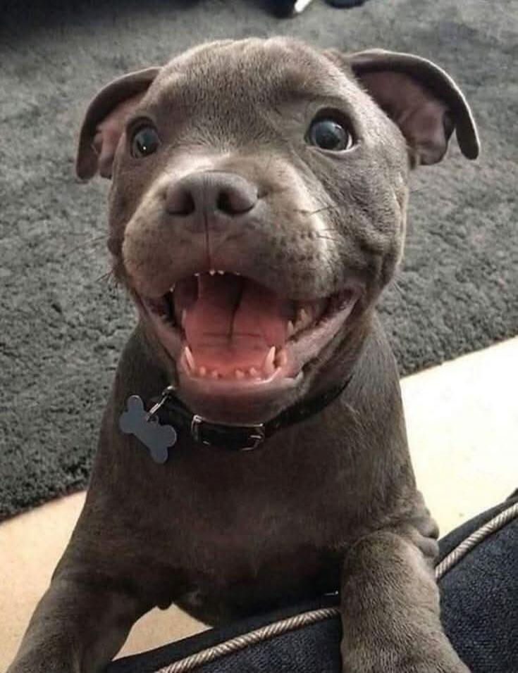 A happy pitbull puppy with its mouth open and tongue out, looking directly at the camera.