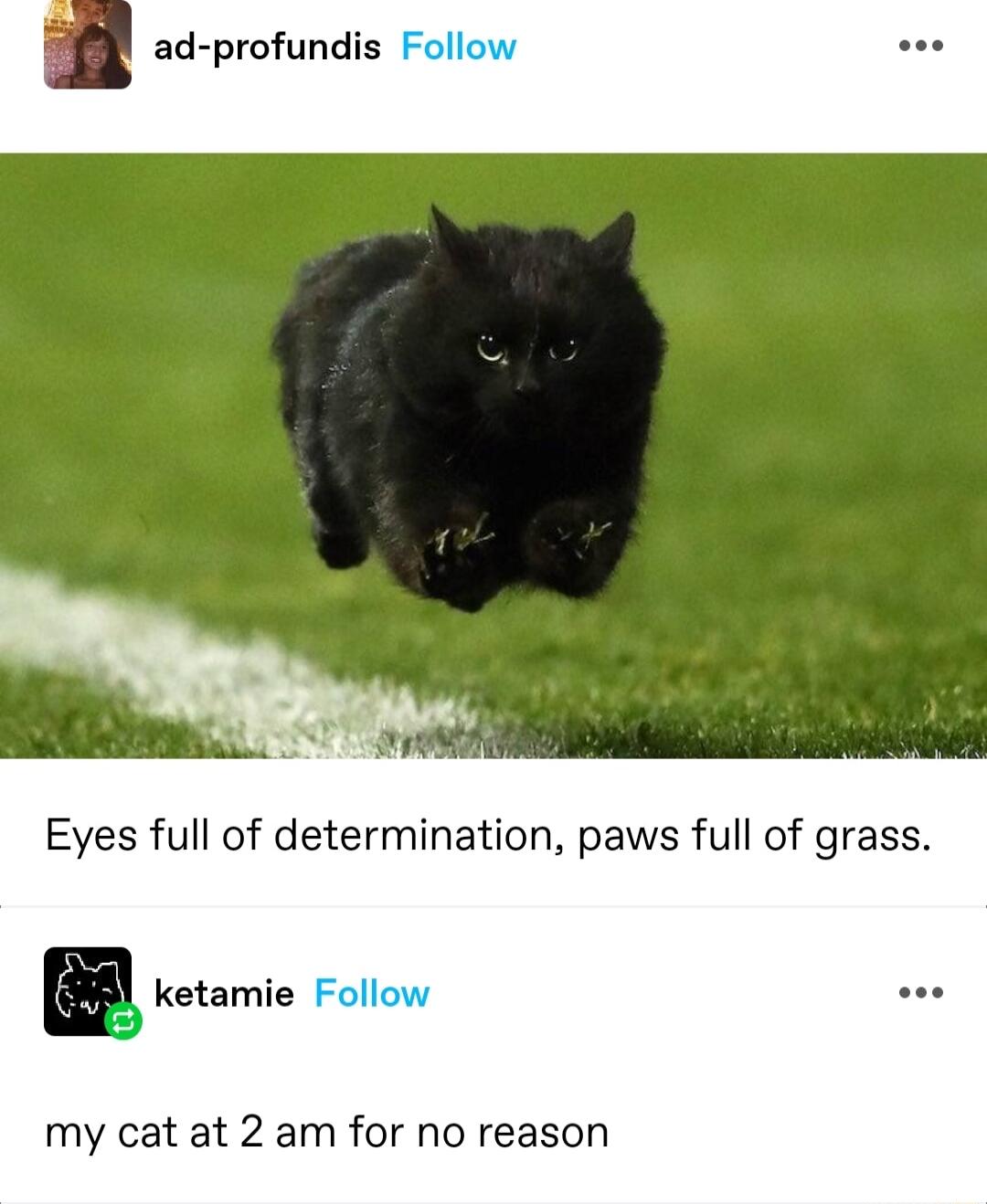 ad profundis Follow ketamie Follow my cat at 2 am for no reason