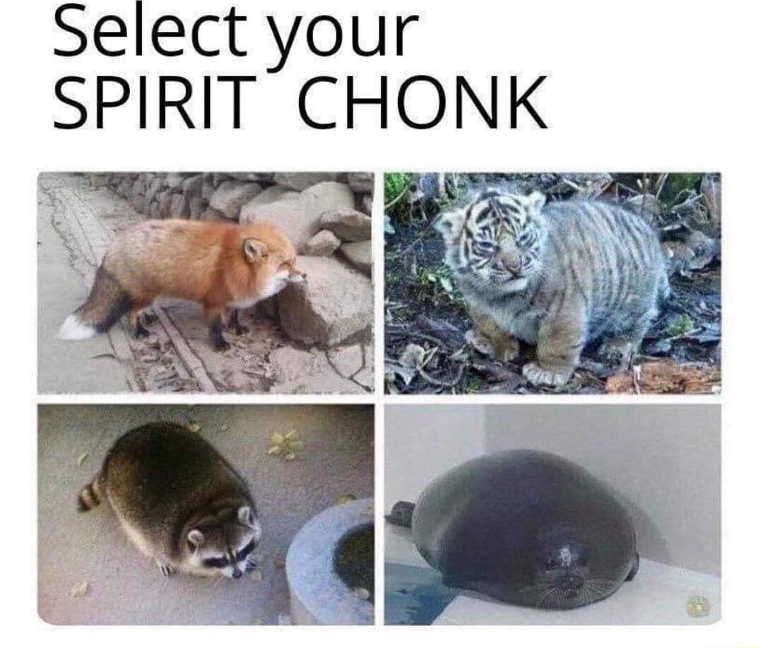 Select your SPIRIT CHONK 5
