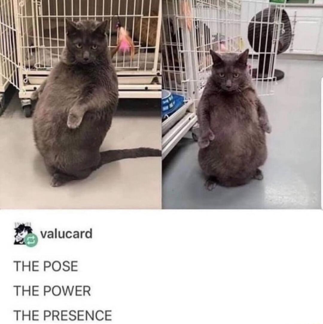 THE POSE THE POWER THE PRESENCE