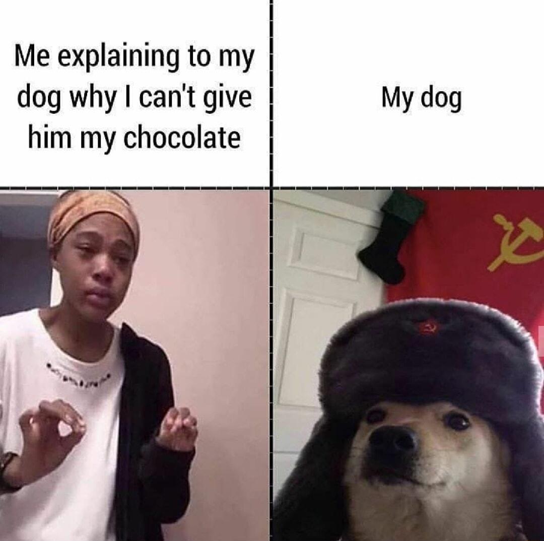Me explaining to my dog why cant give My dog him my chocolate