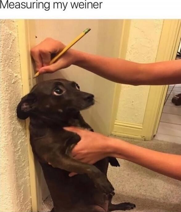 Measuring my weiner