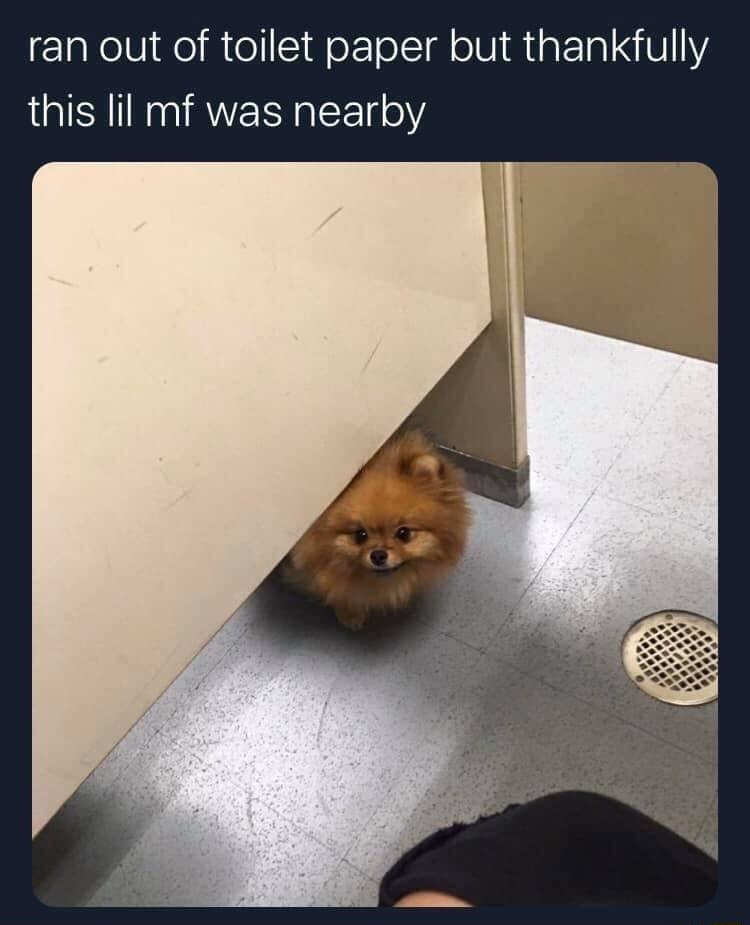 ran out of toilet paper but thankfully this lil mf was nearby