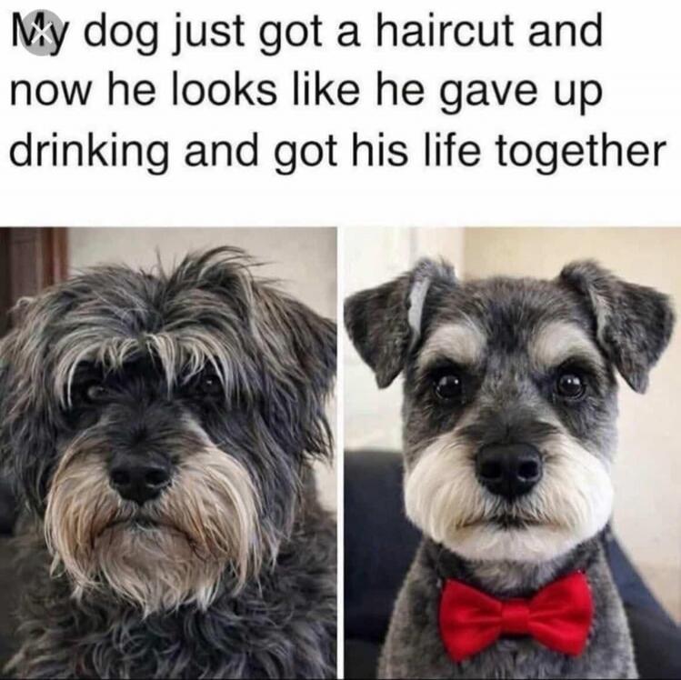My dog just got a haircut and now he looks like he gave up drinking and got his life together