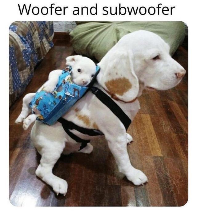 Woofer and subwoofer S