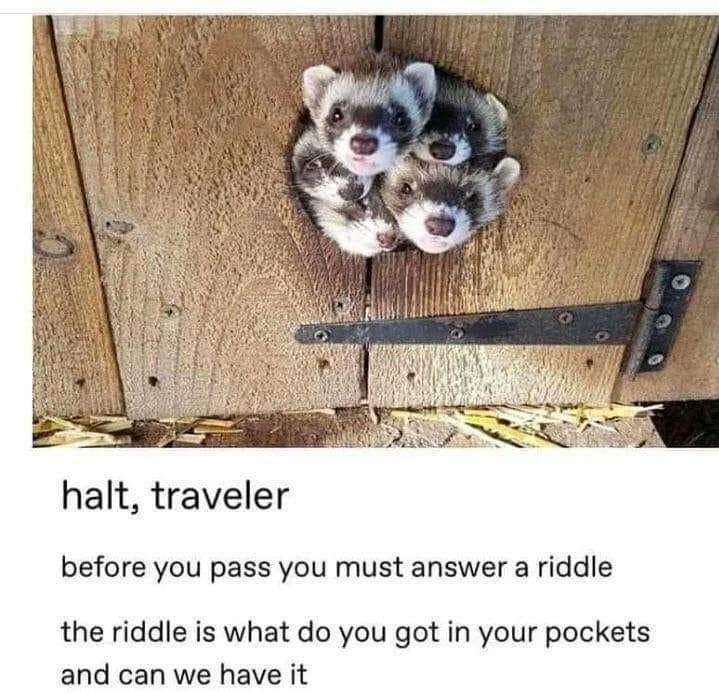 halt traveler before you pass you must answer a riddle the riddle is what do you got in your pockets and can we have it