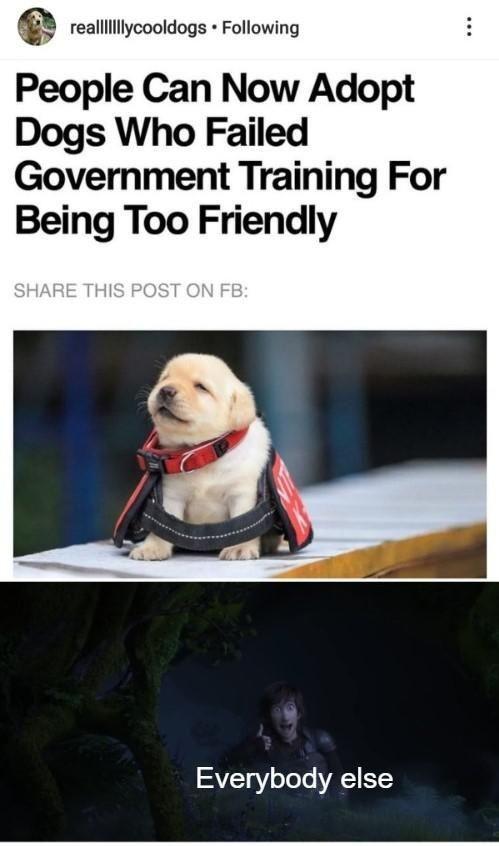 realllllllycooldogs Following People Can Now Adopt Dogs Who Failed Government Training For Being Too Friendly STy Y ofele VAEIETCY
