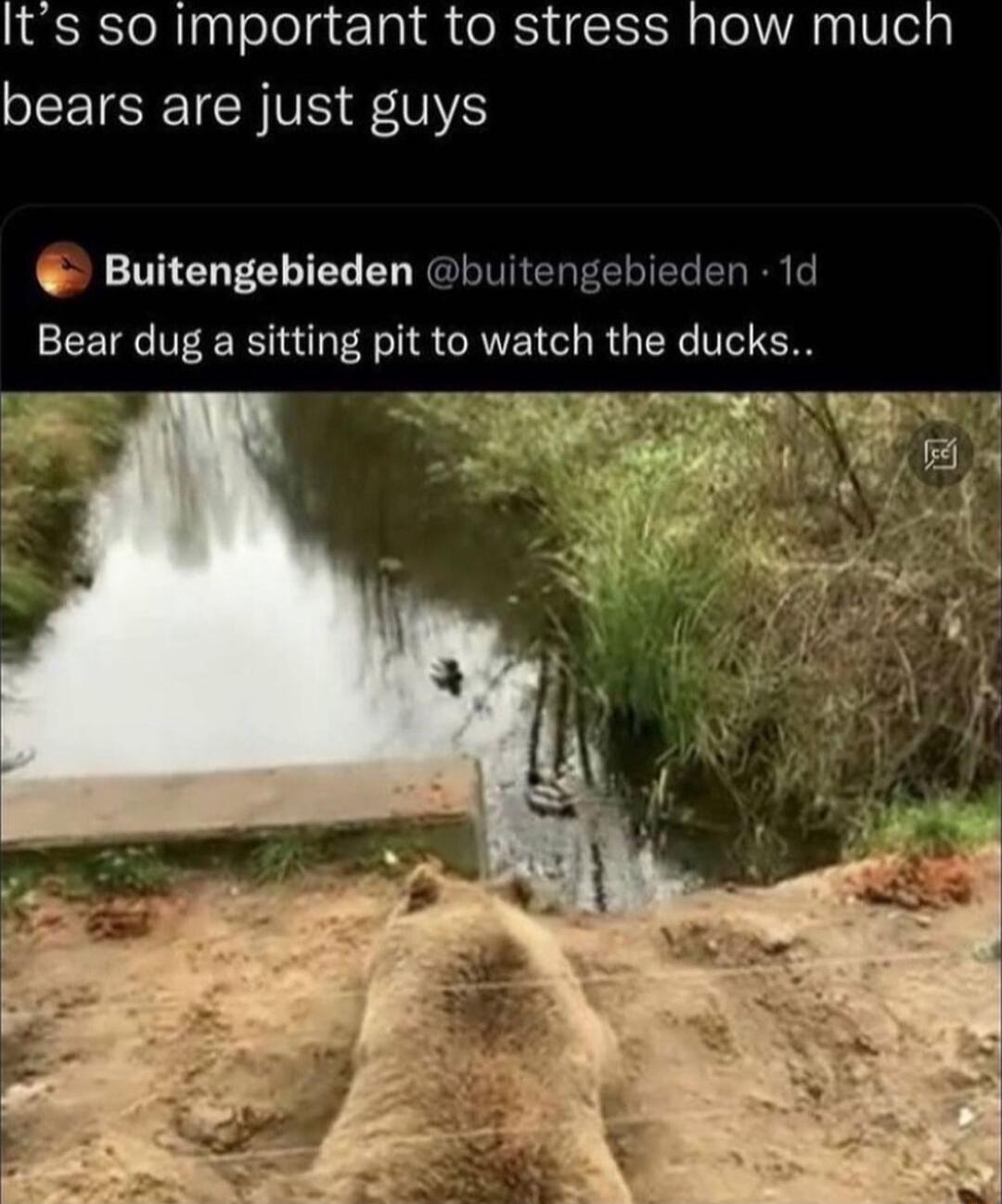Its so important to stress how much bears are just guys Buitengebieden buitengebieden 1d Bear dug a sitting pit to watch the ducks