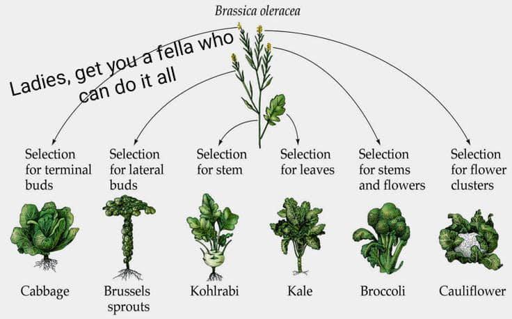 Brassica oleracea Selection Selection Selection Selection Selection Selection for terminal for lateral for stem forleaves for stems for flower buds buds and flowers clusters Cabbage Brussels Kohlrabi Kale Broccoli Cauliflower sprouts