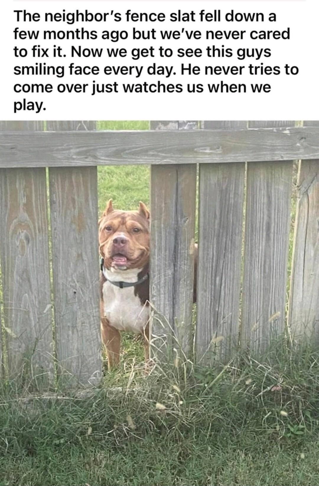 The neighbors fence slat fell down a few months ago but weve never cared to fix it Now we get to see this guys smiling face every day He never tries to come over just watches us when we play