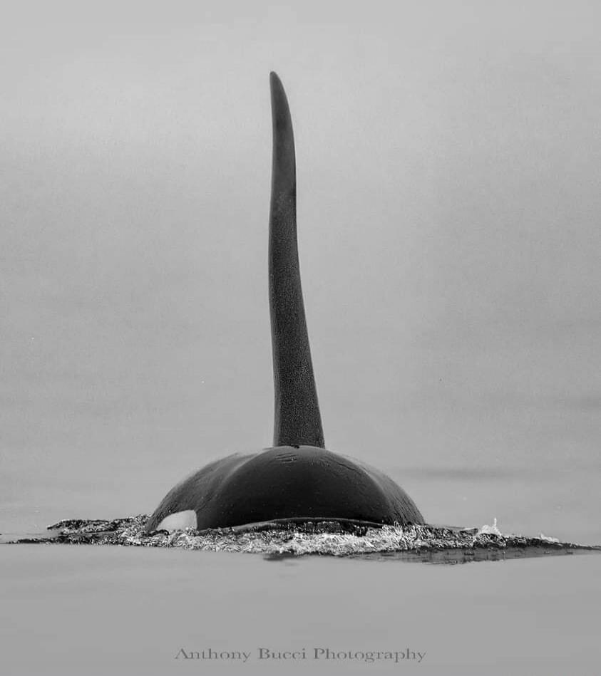 Anthony Bucci Photography